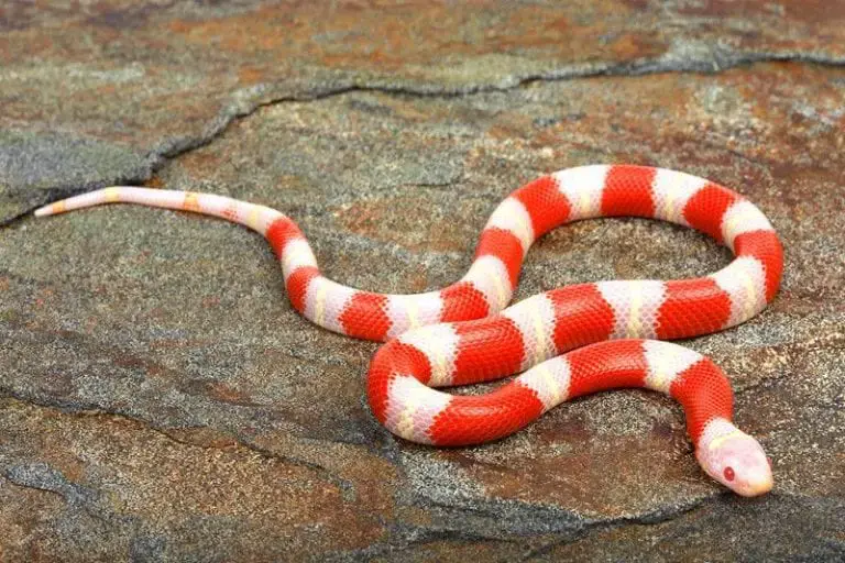 Nelson's Milksnake