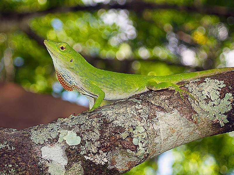Neotropical Green Anole
