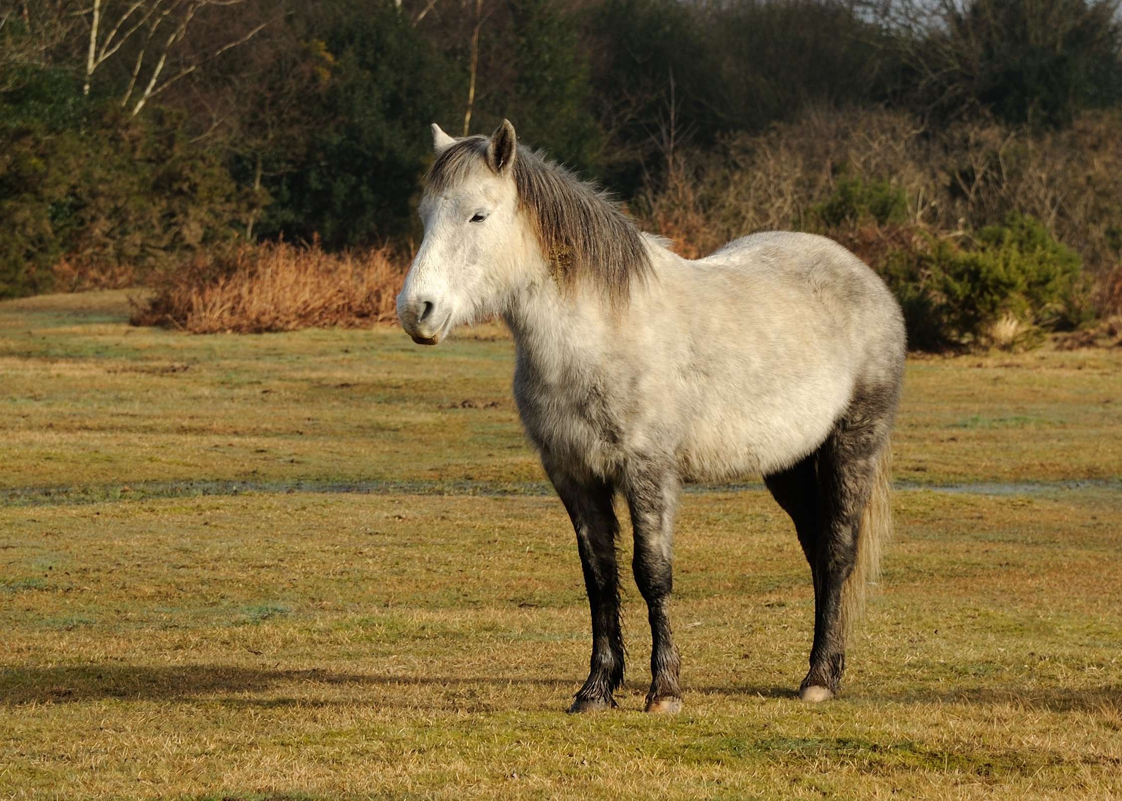 New Forest Horse