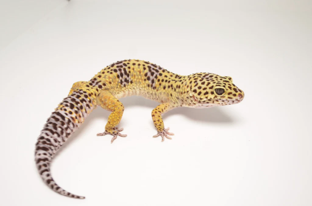 Normal Leopard Gecko