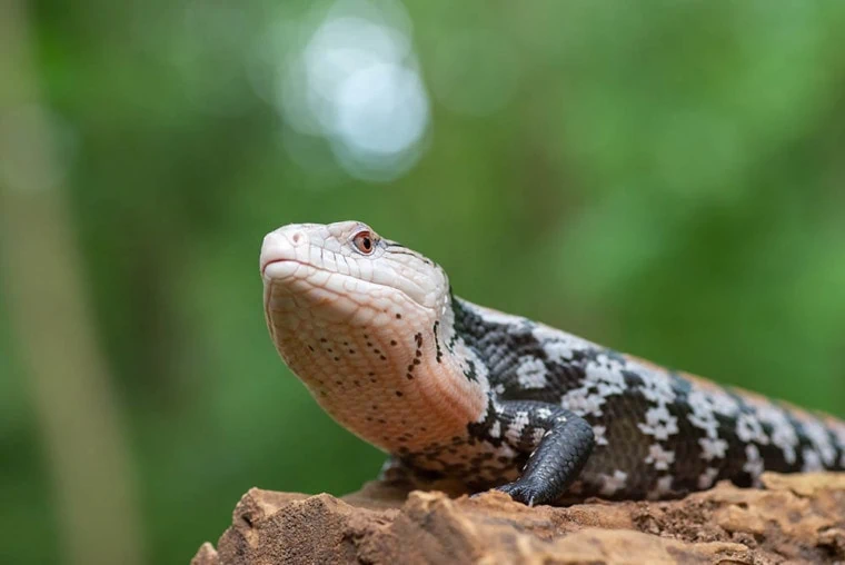 Northern Blue-Tongued