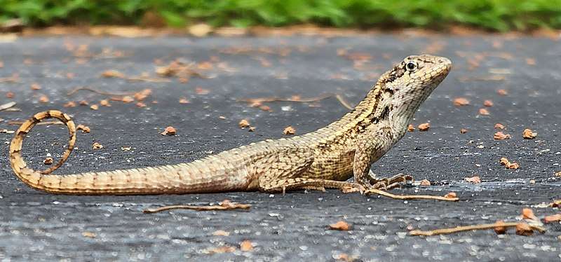 Northern Curly-Tailed Lizard