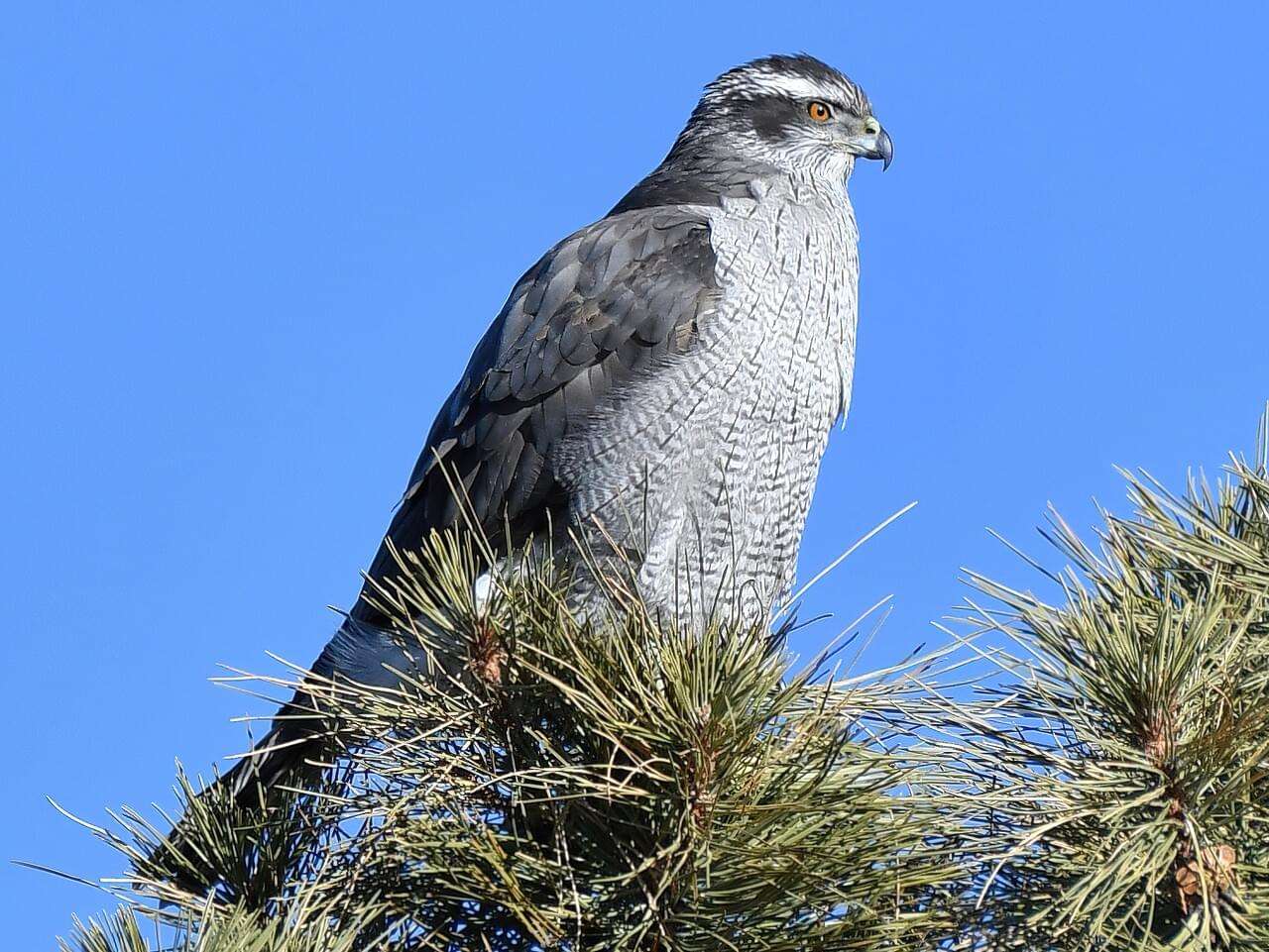 Northern Goshawk