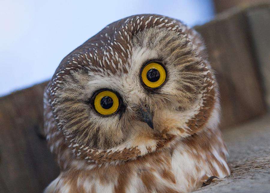 Northern Saw-Whet Owl