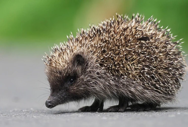 Northern White-Breasted Hedgehog