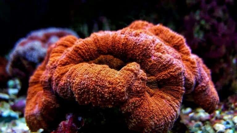 Open Brain Coral