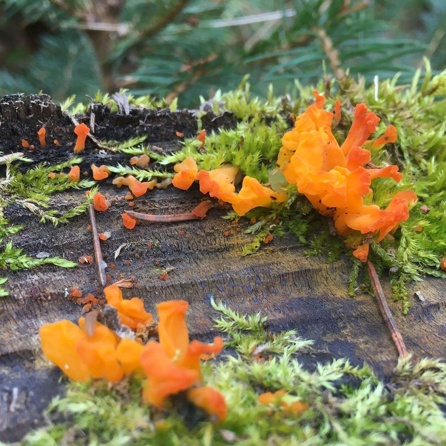 Orange Jelly