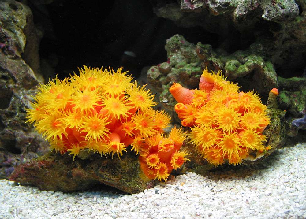 Orange Sun Coral