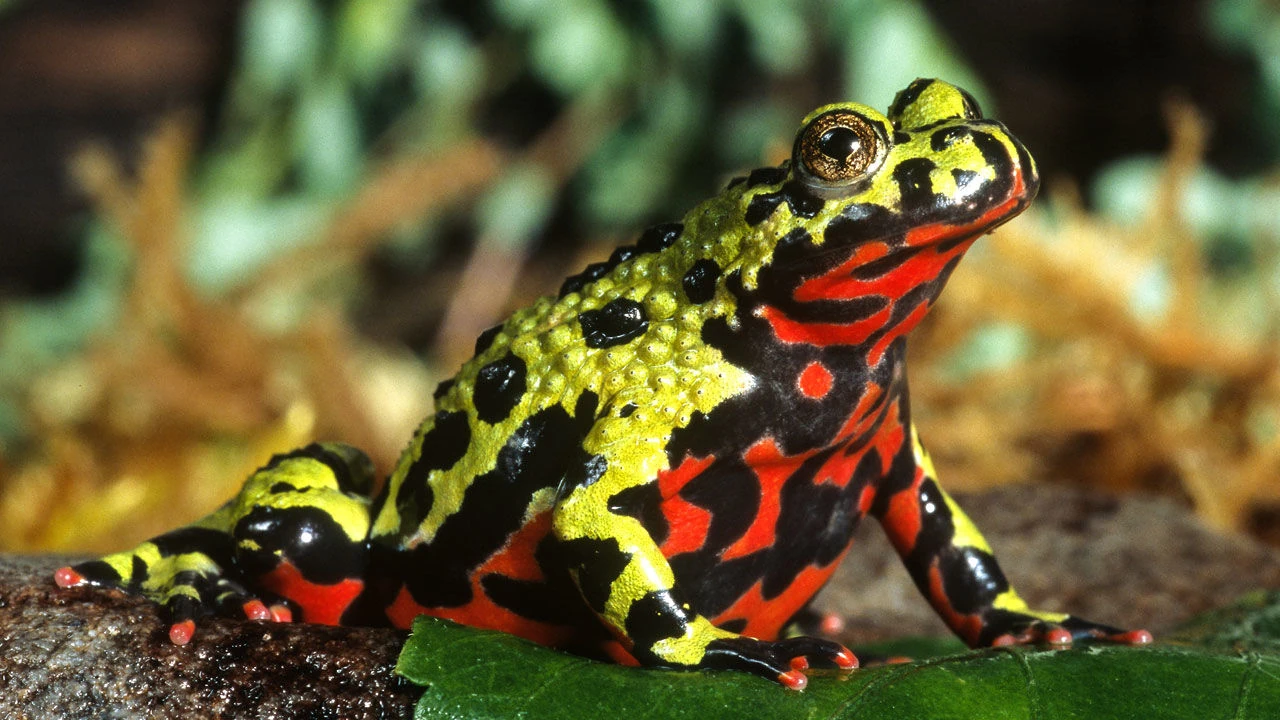 Oriental Fire-Bellied Toad
