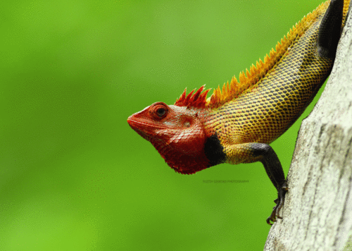 Oriental Garden Lizard