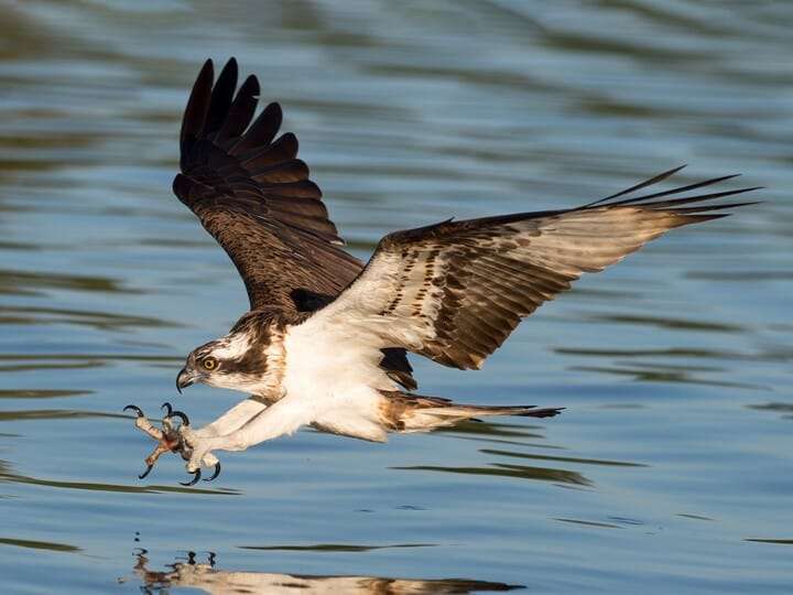 Osprey
