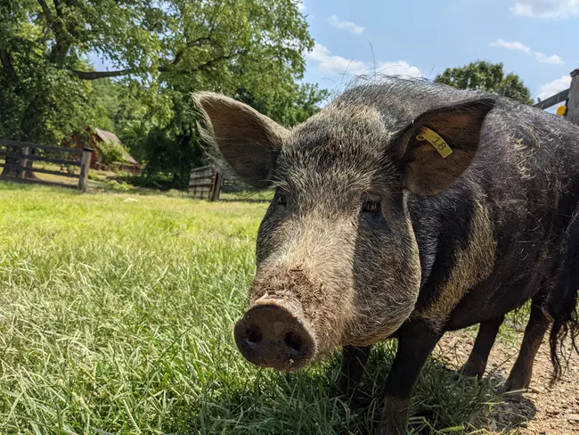 Ossabaw Island Hog