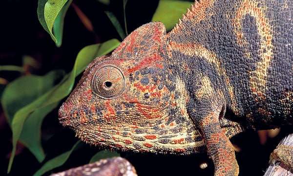 Outsalet's Chameleon