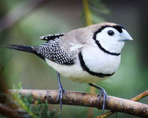 Owl Finch