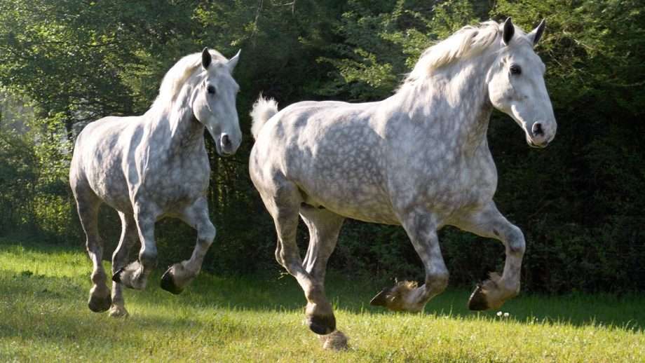 Percheron