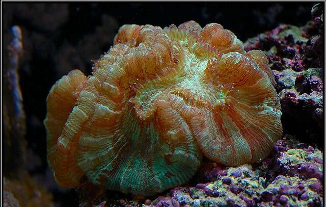Pacific Rose Coral