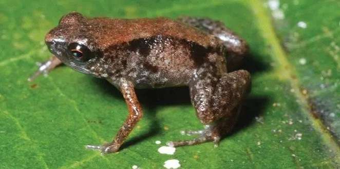 Paedophryne amauensis