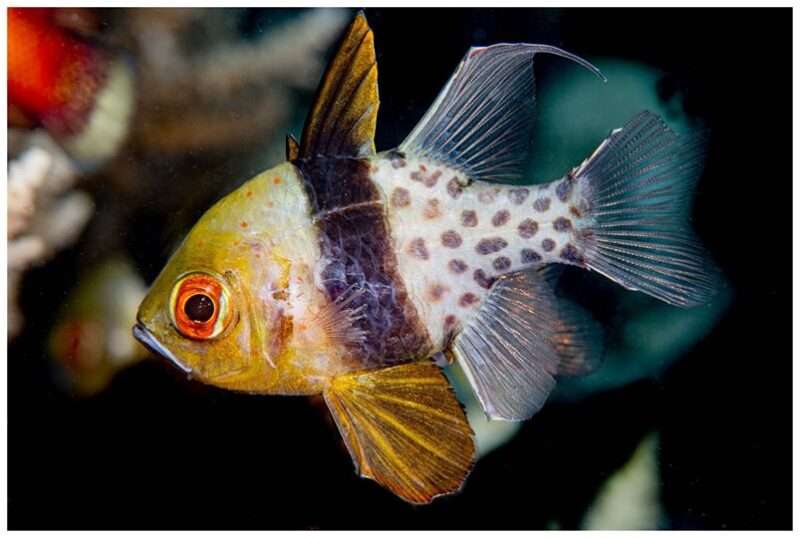 Pajama Cardinalfish