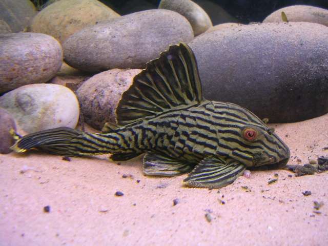 Panaque