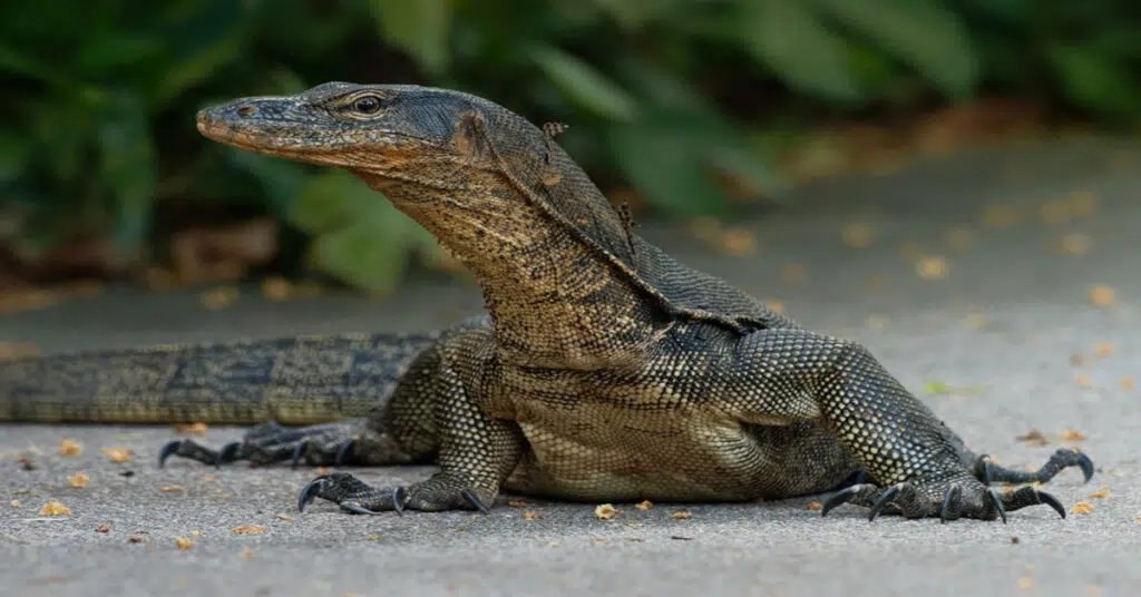 Panay Monitor
