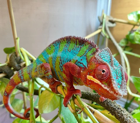 Panther Chameleon