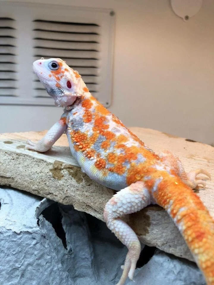 Paradox Breaded Dragon
