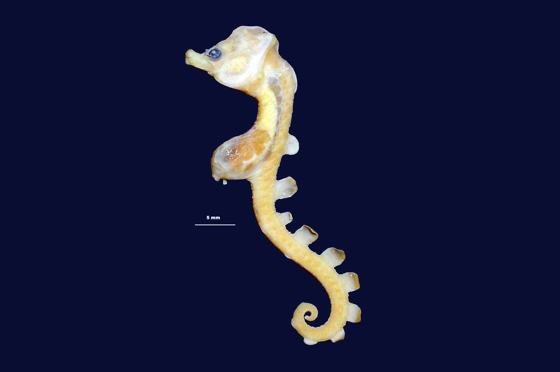 Paradoxical Seahorse