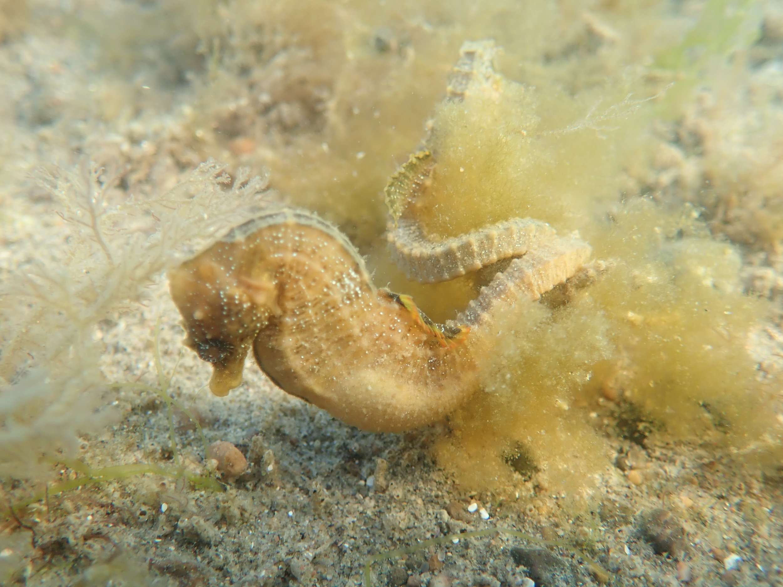 Patagonian Seahorse