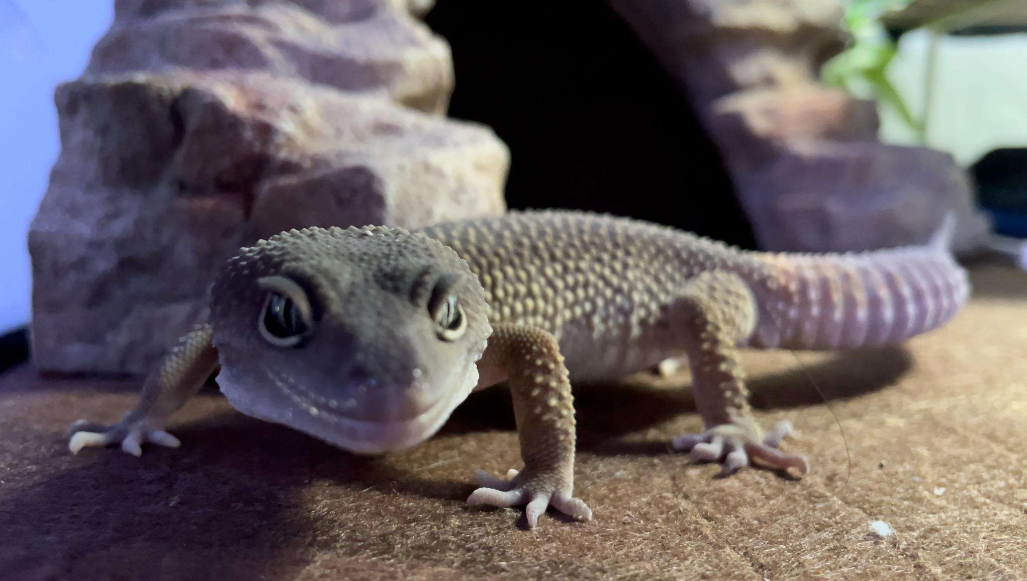 Patternless Leopard Gecko