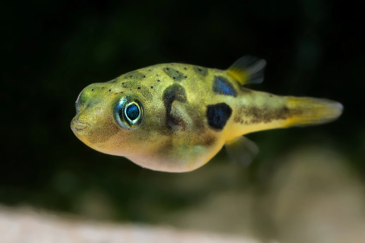 Pea Puffer