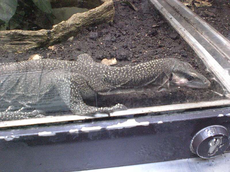 Peach-Throated Monitor