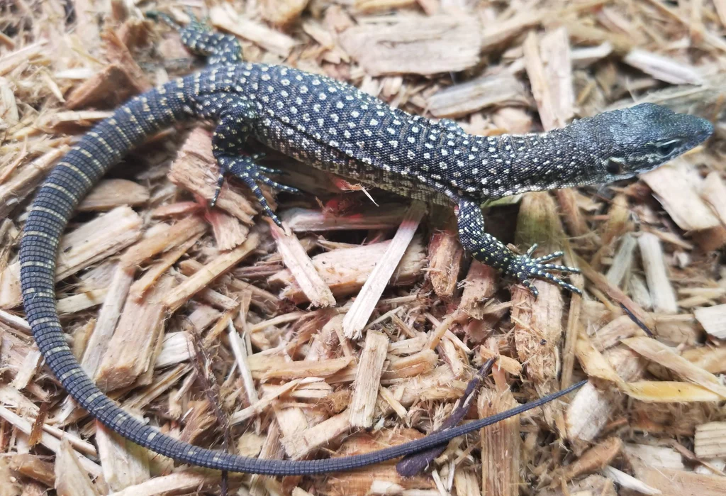 Peacock Monitor
