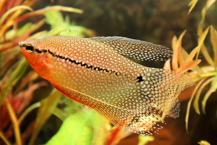 Pearl Gourami