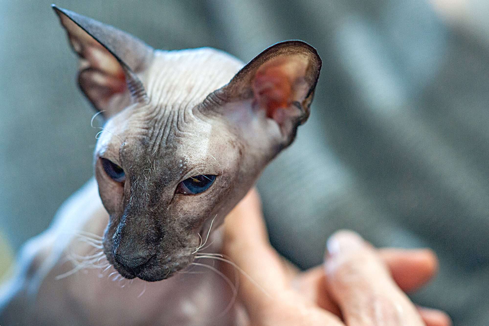 Peterbald Cat