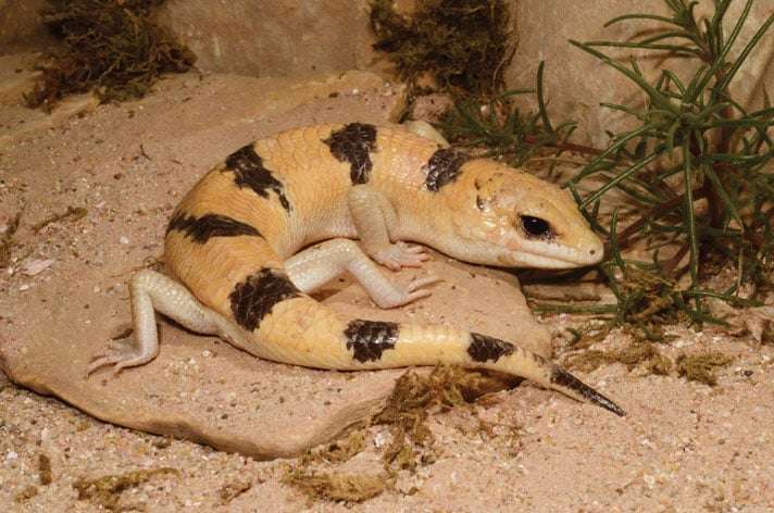 Peter's Banded Skink