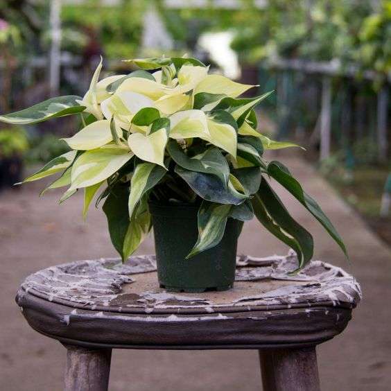 Philodendron Gabby