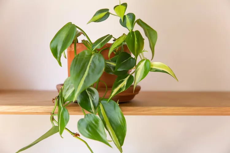 Philodendron Rio