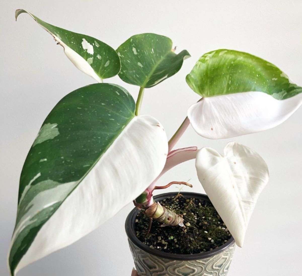 Philodendron White Princess