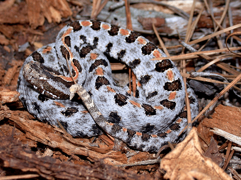 Pigmy Rattle Snake