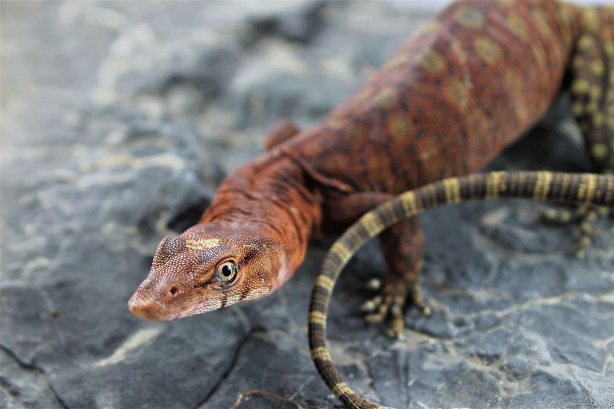 Pilbara Rock Monitor