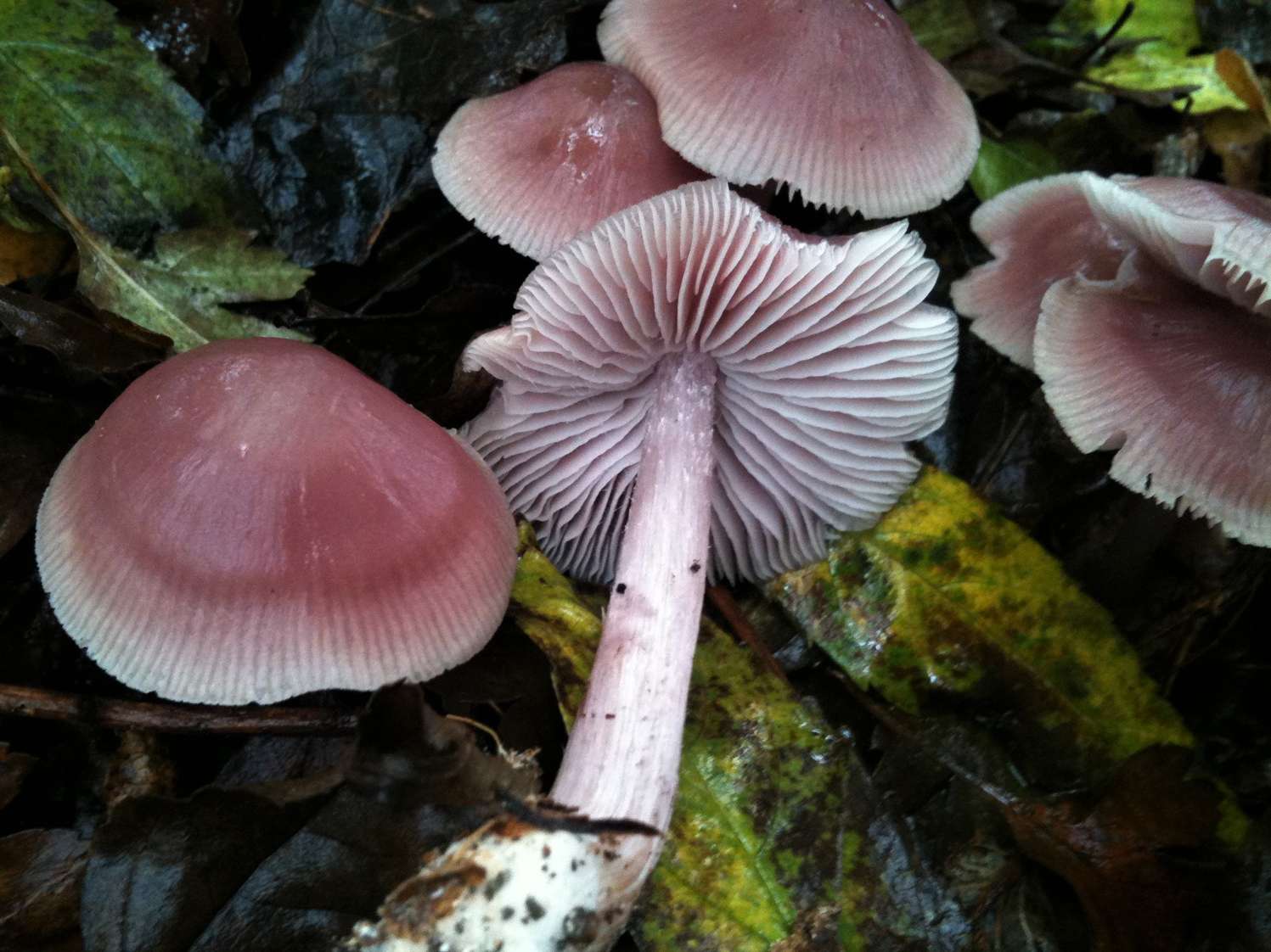 Pink Bonnet