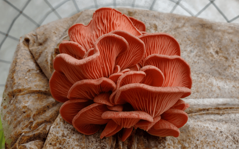 Pink Oyster Mushroom