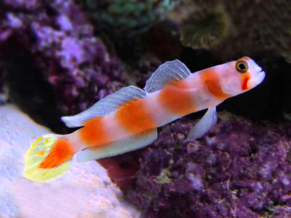 Pinkbar Goby