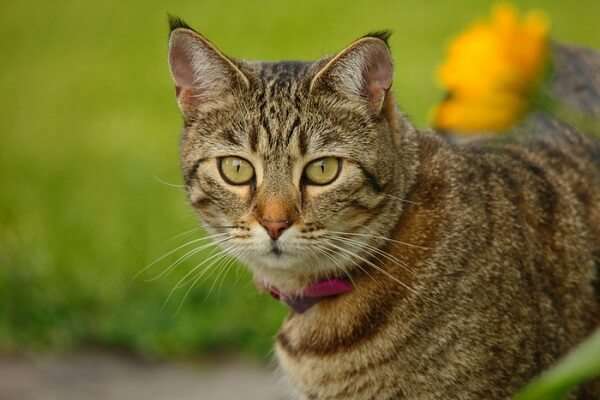 Pixiebob Cat
