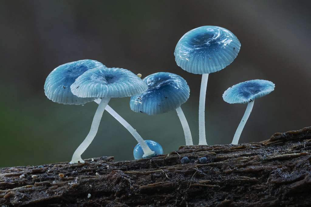 Pixie's Parasol