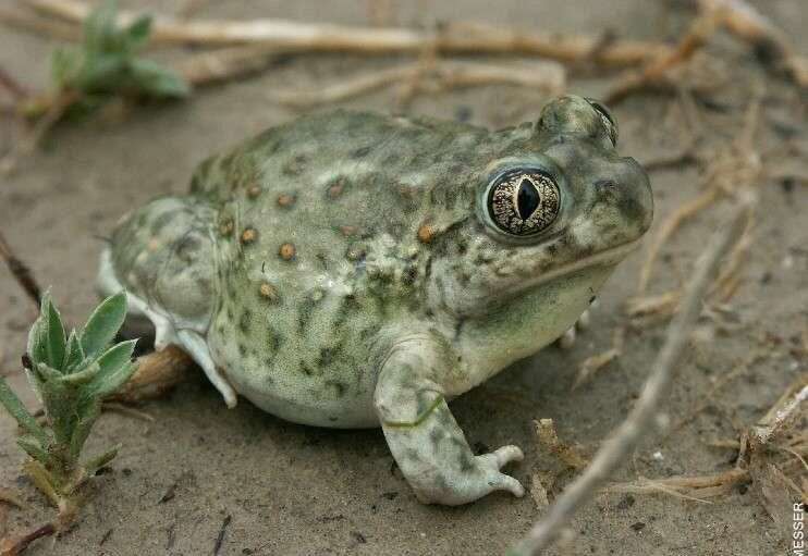 Plains Spadefoot Toad