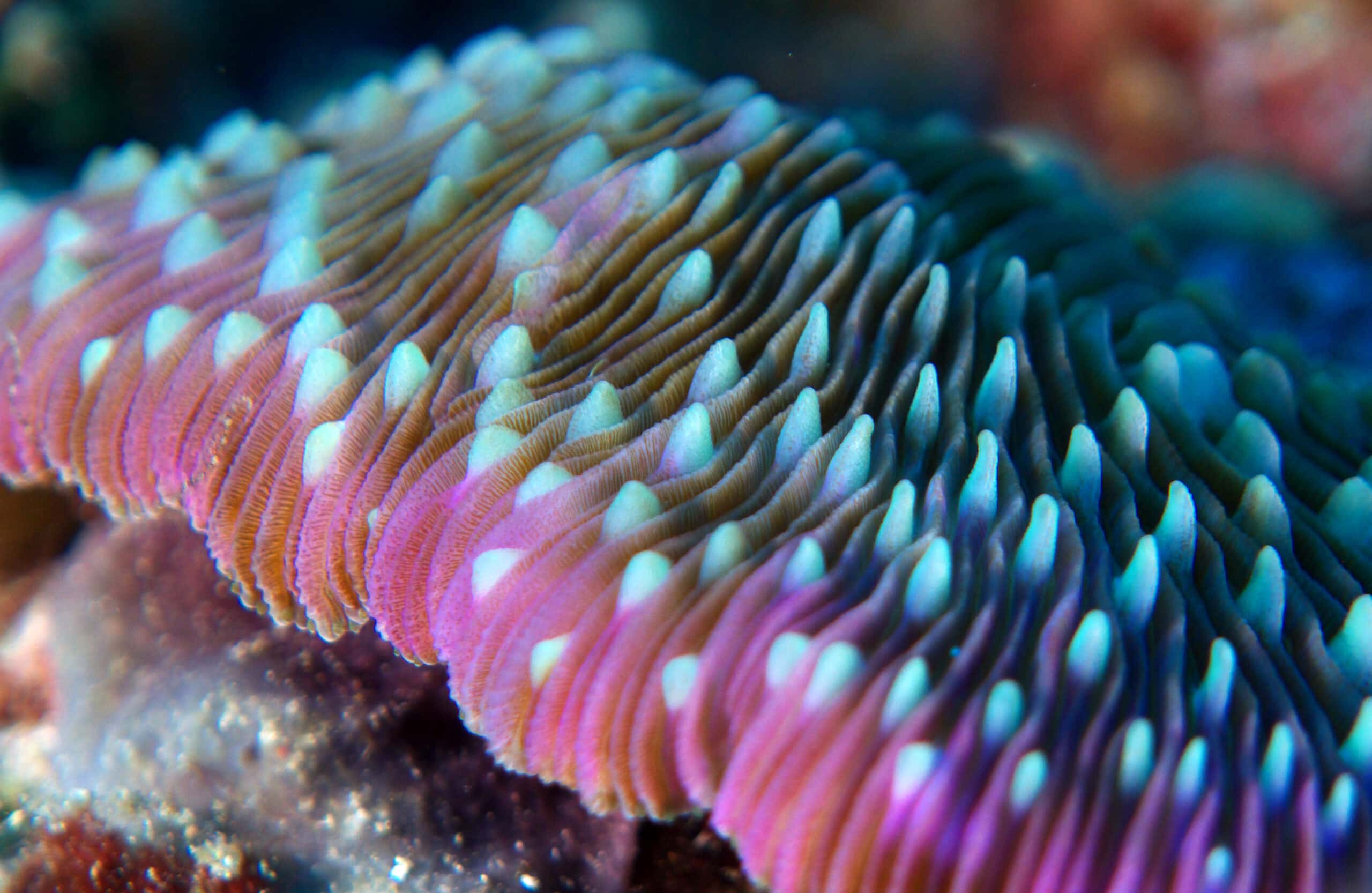 Plate Coral