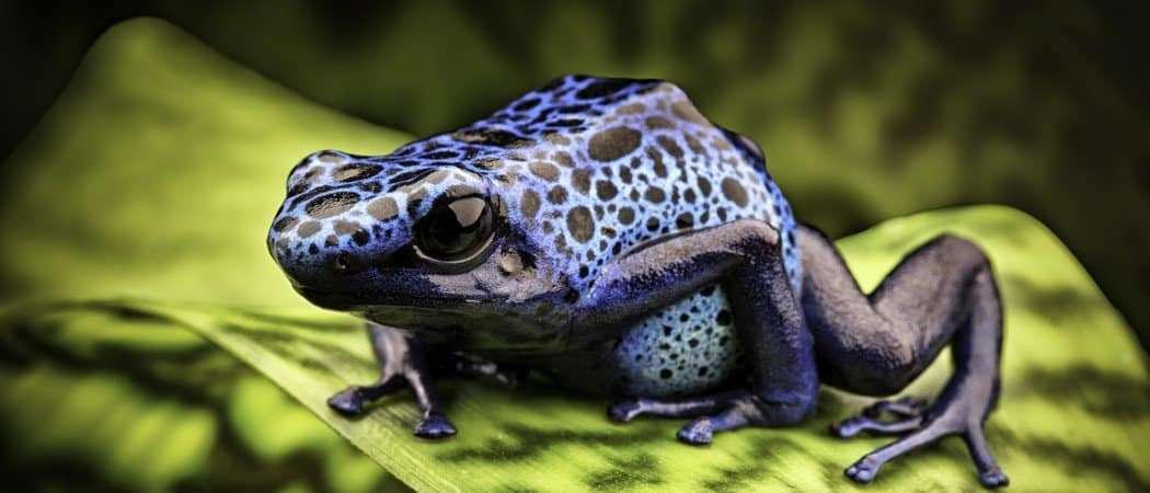 Poison Dart Frogs