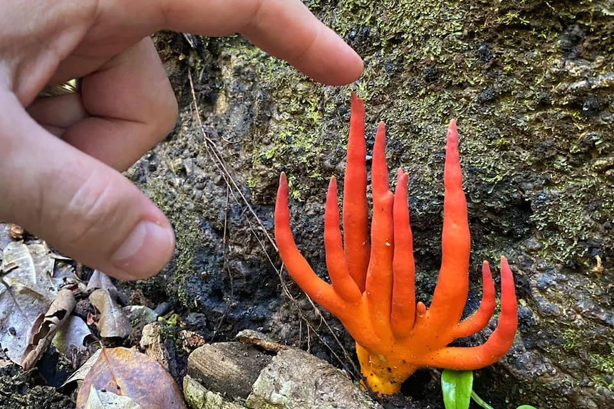 Poison Fire Coral