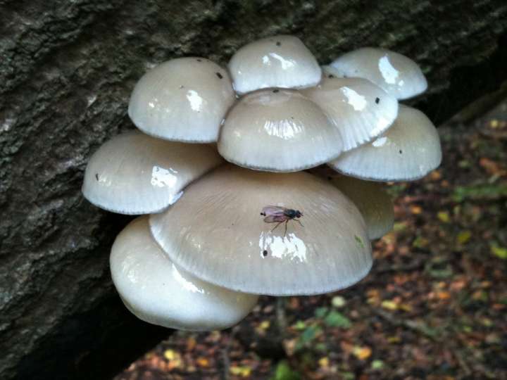 Porcelain Fungus